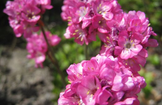 Trift 'Vesuvius', blomma