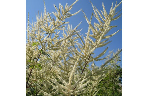 Plymspirea, blomma