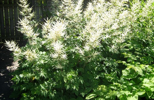 Plymspirea