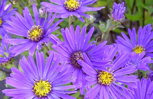 Brittsommaraster 'Breslau', blomma