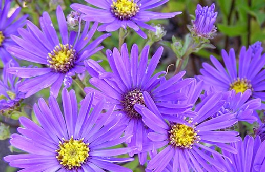 Brittsommaraster 'Breslau', blomma