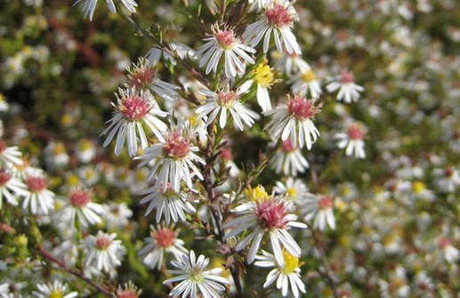 Ljungaster 'Herbstmyrte', blomma