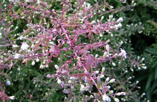 Grenaster 'Horizontalis', gren med blomskott