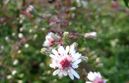 Grenaster 'Horizontalis', blomma