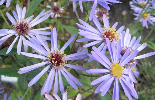 Glandelaster 'Twilight', blomma