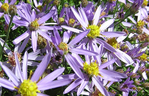 Prickaster 'Nana', blomma