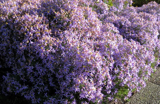 Prickaster 'Nana' i full blom