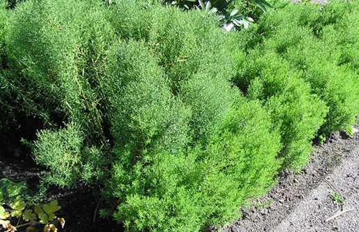 Prickaster 'Nana', bladverk