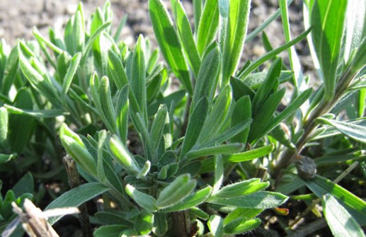 Prickaster 'Nana', blad