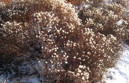 Prickaster 'Nana', vintertid