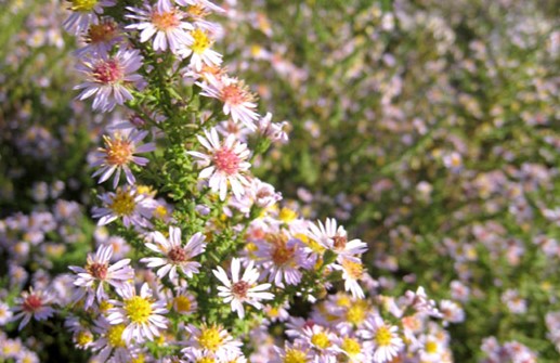 Rosa ljungaster 'Lovely', stjälk i full blom