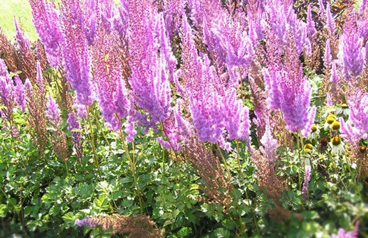 Astilbe Arendsii-Gruppen 'Fanal'