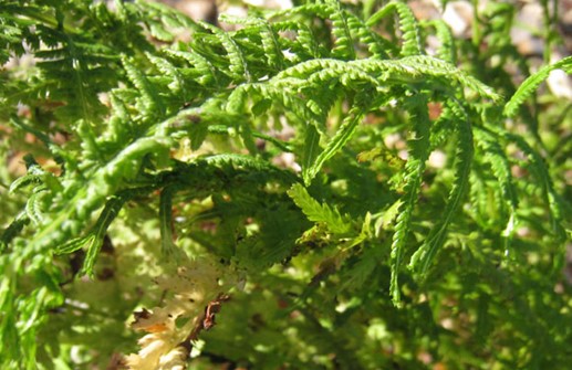 Majbräken 'Victoriae', blad