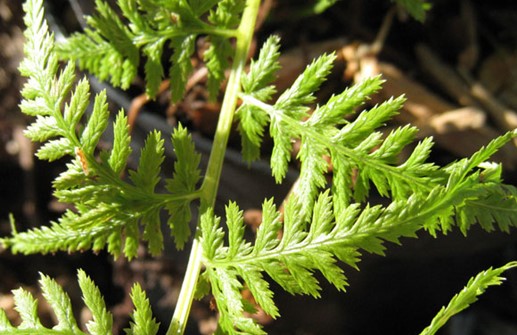 Majbräken 'Victoriae', närbild av blad