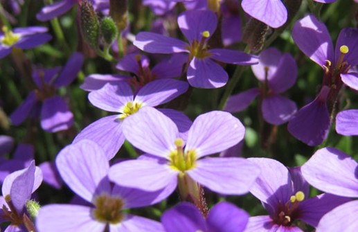 Aubretia, blomma