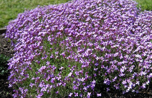 Aubretia med lila blommor