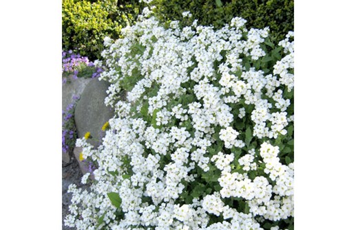 Aubretia med vita blommor