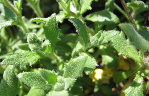 Småblommig aubretia, blad