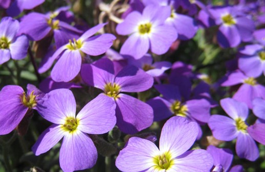 Småblommig aubretia, blomma