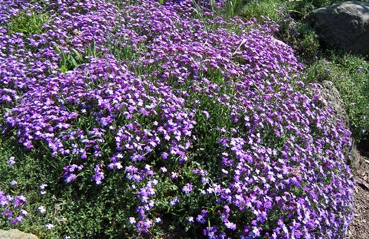 Småblommig aubretia