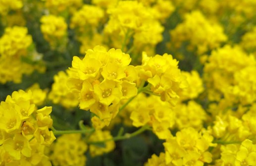 Praktstenört 'Goldkugel', blomma