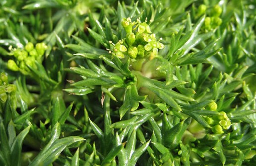 Gulldyna, blomma och blad