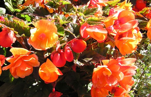 Knölbegonia