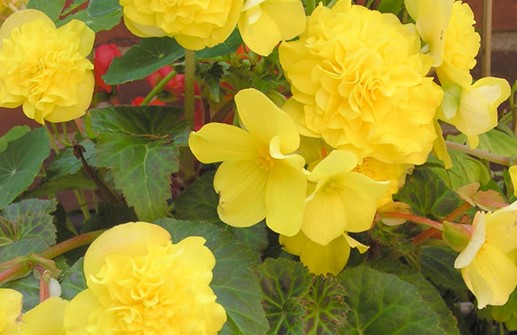 Knölbegonia