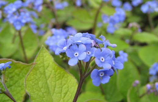 Kaukasisk förgätmigej, blomma