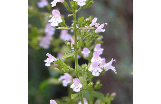 Stenkyndel, blomma