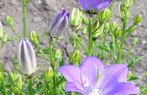 Karpaterklocka 'Blaue Clips', blomma