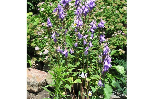 Hässleklocka, Campanula latifolia