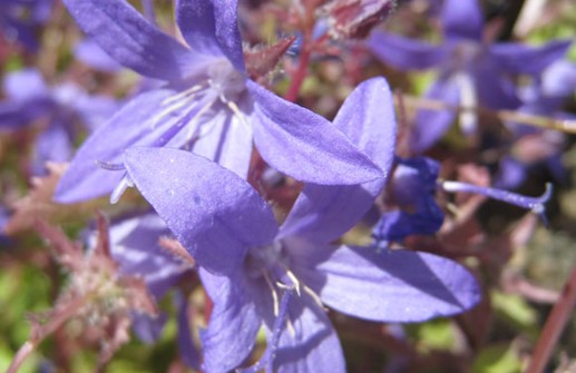 Stjärnklocka, blomma