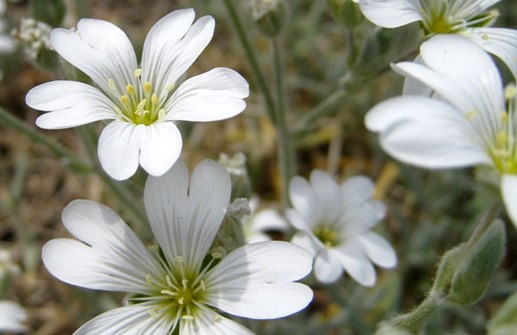 Silverarv, blomma
