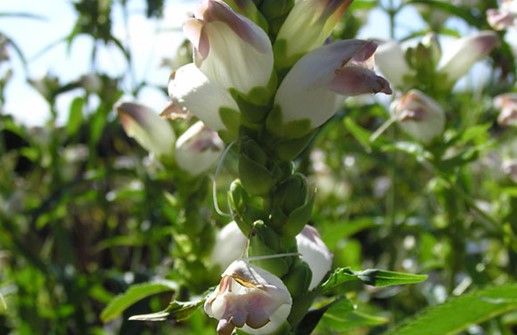 Vit sköldpaddsört, blomma