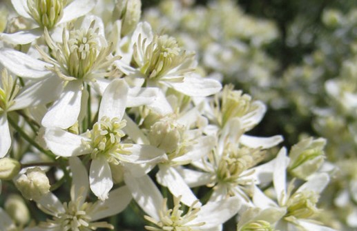 Styvklematis, blomma