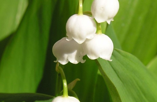 Liljekonvalj, den väldoftande blomman