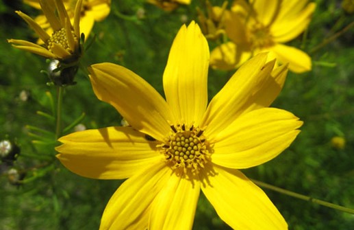 Höstöga 'Grandiflora', blomma