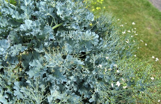 Strandkål med blomma och frukt