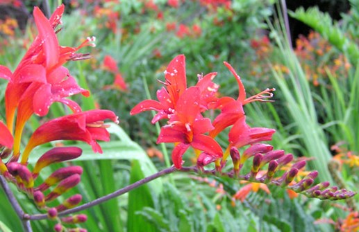 Montbretia, blomma