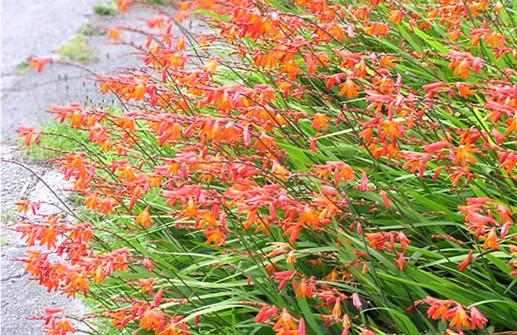 Montbretia