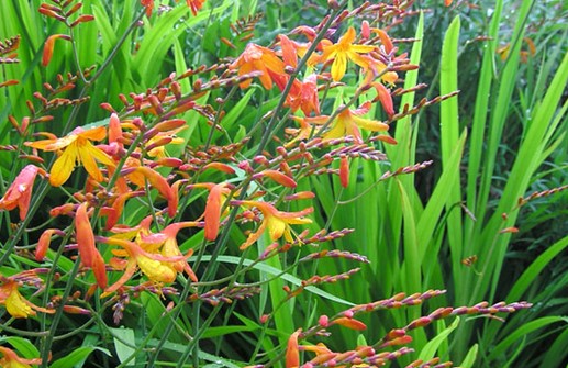 Montbretia