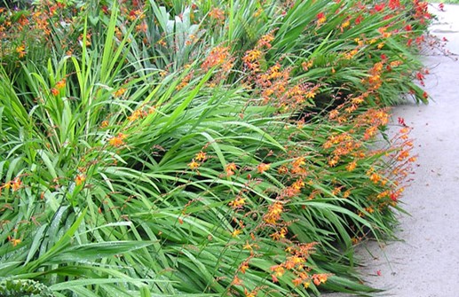 Montbretia