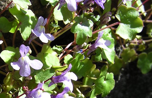 Murrevans söta blommor