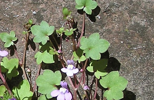 Myrreva, blad och blomma