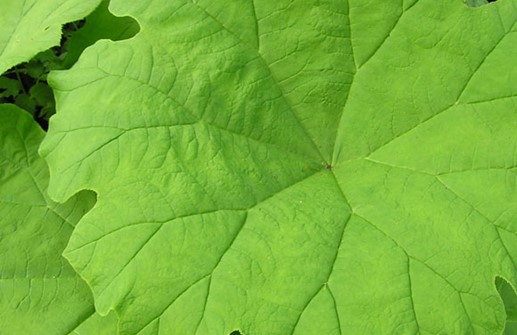 Sköldbräckans stora prydande blad