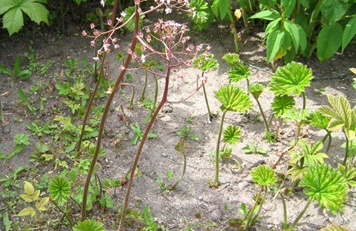 Blommorna kommer innan bladen