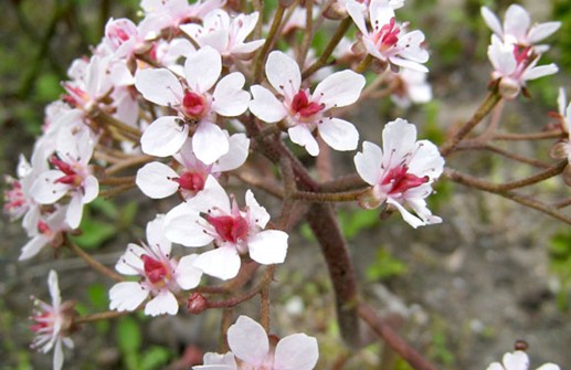 Sköldbräcka, blomma