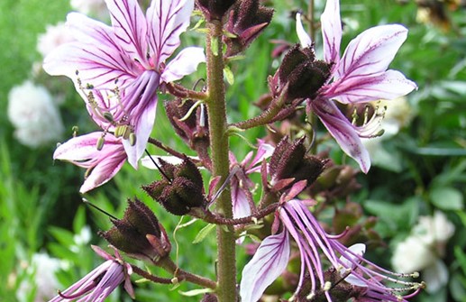 Mose brinnande buske 'Purpureus', blomma