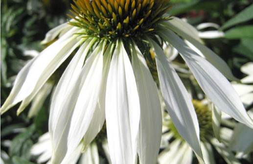 Röd rudbeckia, vitblommande